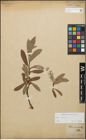 Foto von Salix glauca L.